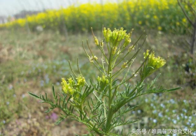 陕西特色小吃——米蒿馍