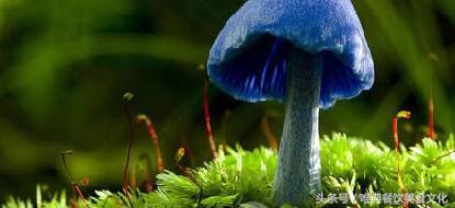 世界十大毒蘑菇，碰见了一定不能吃！