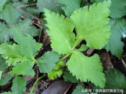 西安唯典小吃培训教您做野菜（廿二）鸭儿芹