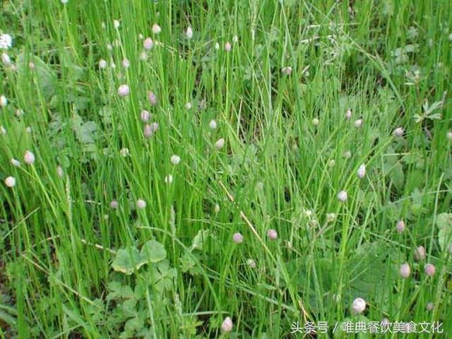 西安唯典小吃培训教您做野菜（廿一）野韭菜