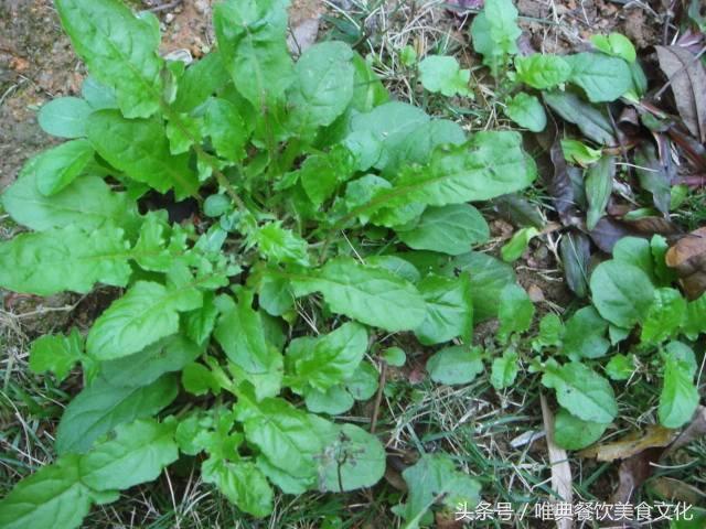 西安唯典小吃培训教您做野菜（二十）荠荠菜