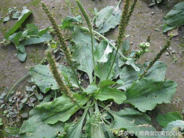 西安唯典小吃培训教您做野菜（十八）车前草