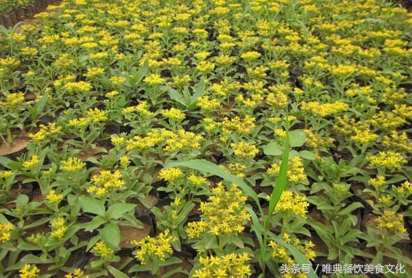 西安唯典小吃培训教您做野菜（十七）土三七