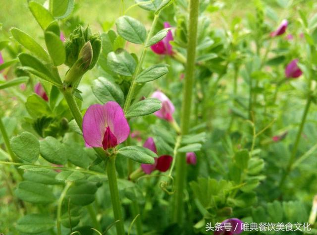 西安唯典小吃培训教您做野菜（十五）大巢菜