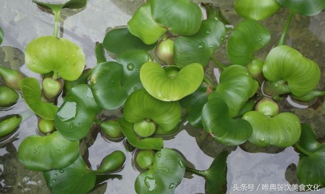 西安唯典小吃培训教您做野菜（十四）水葫芦