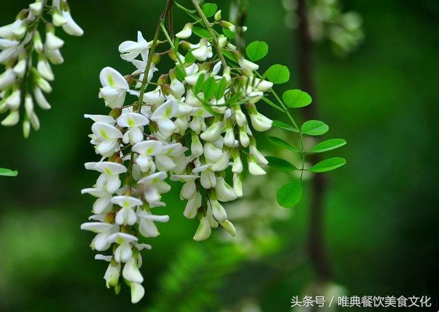 西安唯典小吃培训教您做野菜（十一）槐花