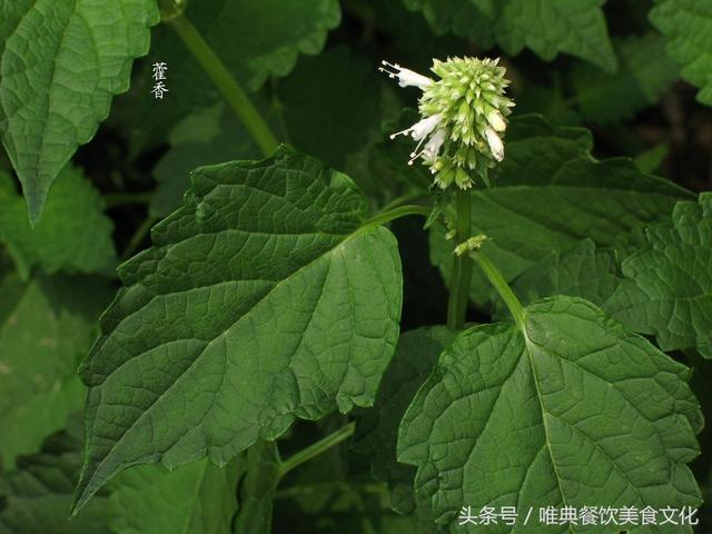 西安唯典小吃培训教您做野菜（四）藿香