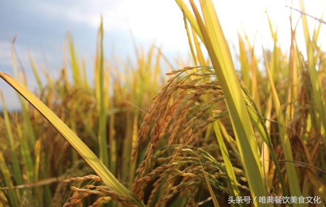 各种小麦面粉种类及区别